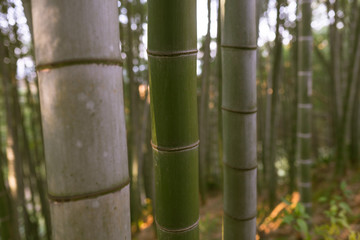 Fototapeta na wymiar Bamboo forest and green meadow grass with natural light in blur style. Bamboo green leaves and bamboo tree with bokeh in nature forest. Nature pattern view of leaves on a blurred greenery background.