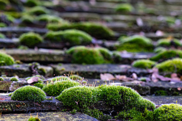 green moss on the old roof