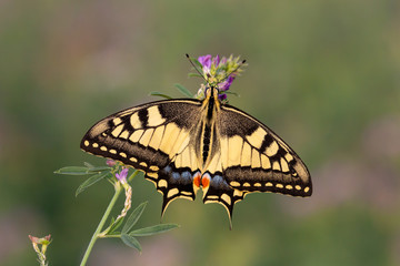 Obraz na płótnie Canvas Papilio machaon, the Old World swallowtail, Po Valley, Italy