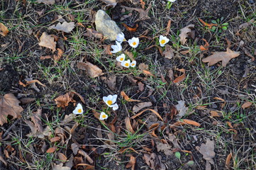 spring leaves on the ground