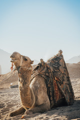Fototapeta premium camel sitting on the sand