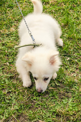 dog smelling the ground