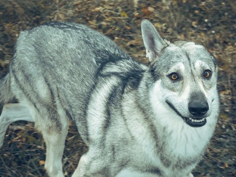 Wolf dog animal in nature forest happy portrait in move