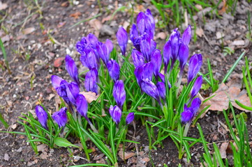 spring crocus flowers