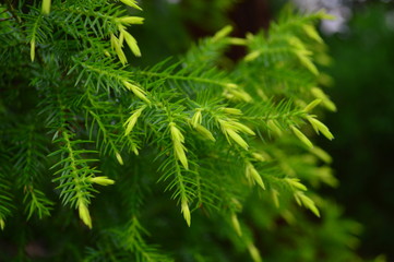 Fototapeta na wymiar green branches of a tree
