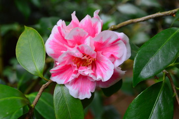 pink hibiscus flower