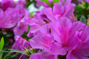 pink flower in the garden