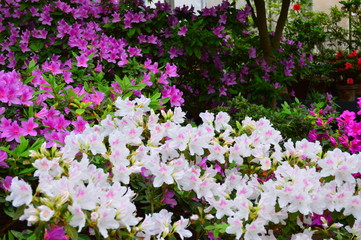Obraz premium pink flowers in the garden