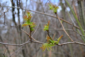 branch of a tree in spring