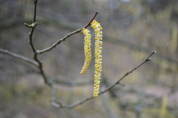 birch leaves in spring