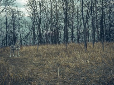 Wolf dog animal in nature forest with cloudy sky