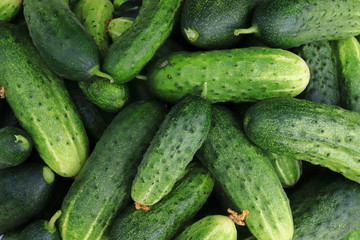 Harvest of short-fruited cucumbers close-up