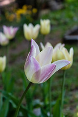 Fototapeta premium Tulpe Blushing Lady (Tulipa). Lila und hellgelb. Blüte halb geschlossen