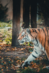 Big Tiger is standing in the forest
