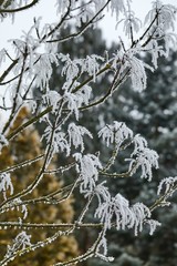 Frozen, icy branches of a tree