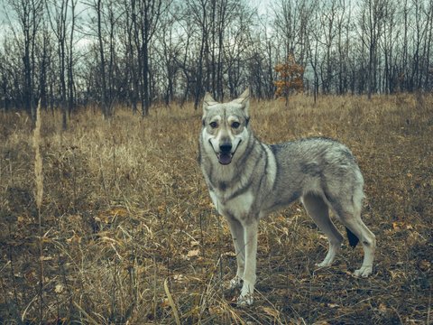 Wolf dog animal in nature forest happy portrait