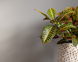 Wide Shot of Croton Plant Against a Grey Background © Matthew