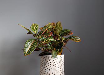 Wide Shot of Croton Plant Against a Grey Background