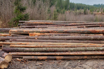 Wooden logs of pine woods in the forest, stacked in a pile. Freshly chopped tree logs stacked up on top of each other in a pile.