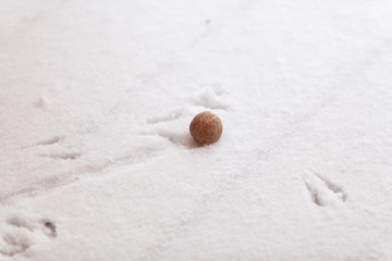 Bird tracks in snow. Near walnut footprint