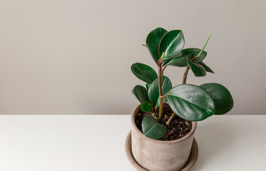 Wide Shot of Rubber Plant Against a Grey Background