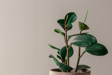 Wide Shot of Rubber Plant Against a Grey Background