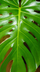 Growing monstera deliciosa indoors or closeup leaf of a huge and mature Swiss cheese factory Monstera Deliciosa