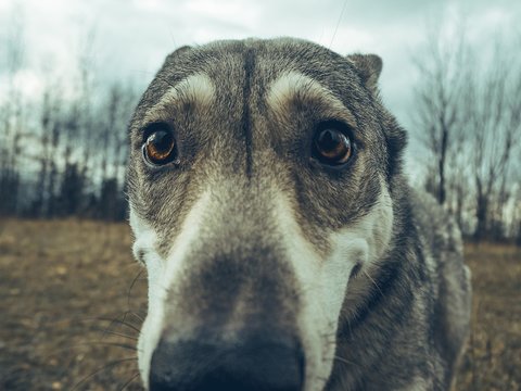 Wolf dog animal in nature forest straight look to camera
