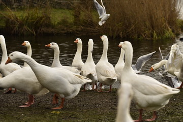 Gooses and other birds at a lake in Utrecht, the Netherlands