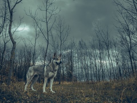 Wolf dog animal in nature forest with cloudy sky