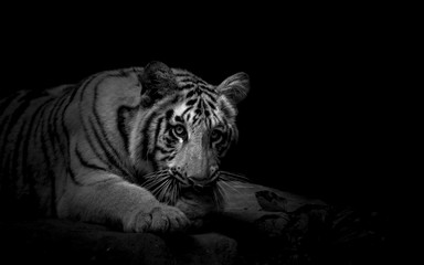 Young tiger in staring at the camera in Black and white