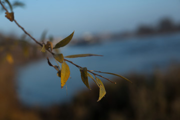 leaf makro foreground