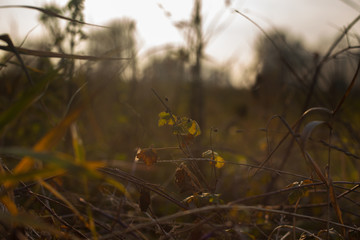 goldenhour bokeh