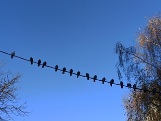 birds on wire