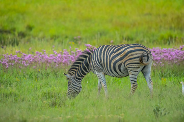 Fototapeta premium Beautiful African Burchell's zebra in an African game reserve during safari