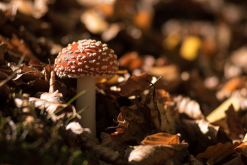 La magia del bosco © samuele