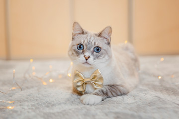 Blue eyed tabby cat wearing bow-tie on the background of a garland. Christmas and New Year 