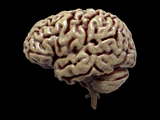 Brain detail in Human anatomy isolated in black background - 3d render