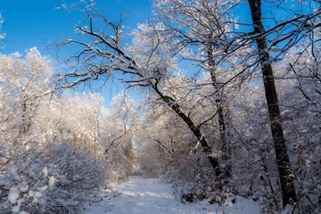 Foto auf Leinwand Snowy landscape of an oak forest in Hungary © belizar
