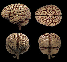 Brain anatomy of the human body in four views isolated in black background - 3d rendering