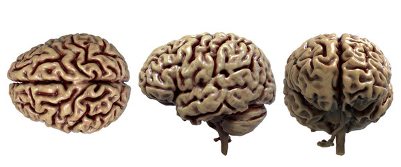 Brain anatomy of the human body in three views isolated in black background - 3d rendering