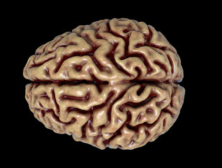 Brain detail in Human anatomy isolated in black background - 3d render