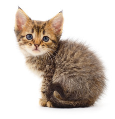 Obraz premium Kitten on white background.