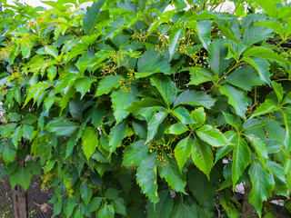 Fototapeta na wymiar Girl's wild grapes with green berries in summer.