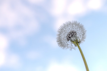 a white dandelion round seed head in front of a blue and white sky