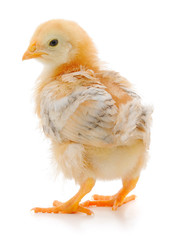 Small yellow chicken