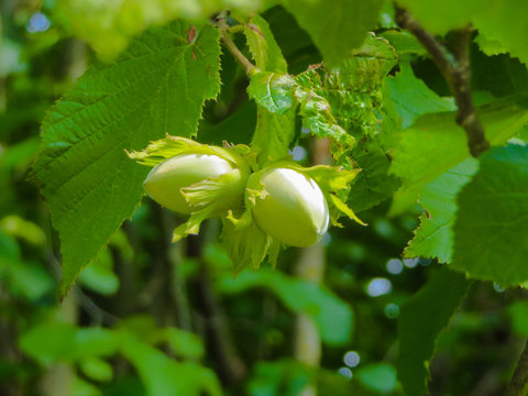 Young green hazelnuts growing on a tree.