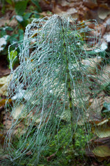 Equisetum arvense covered with rime. Plant like fir tree. Frozen Equisetum arvense in December