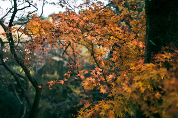 Autumn bright leaves of red and orange. Exotic Maple Tree in the Forest