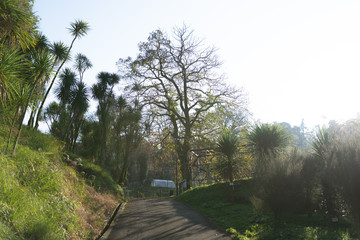 A palm tree called Cordilina south. Grows in a palm forest in the sun. Green color. Trees around